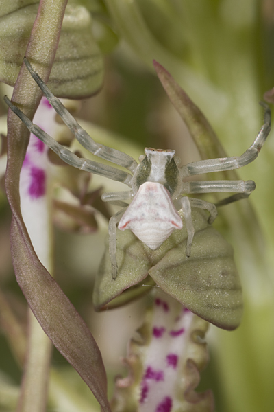 Thomisus onustus